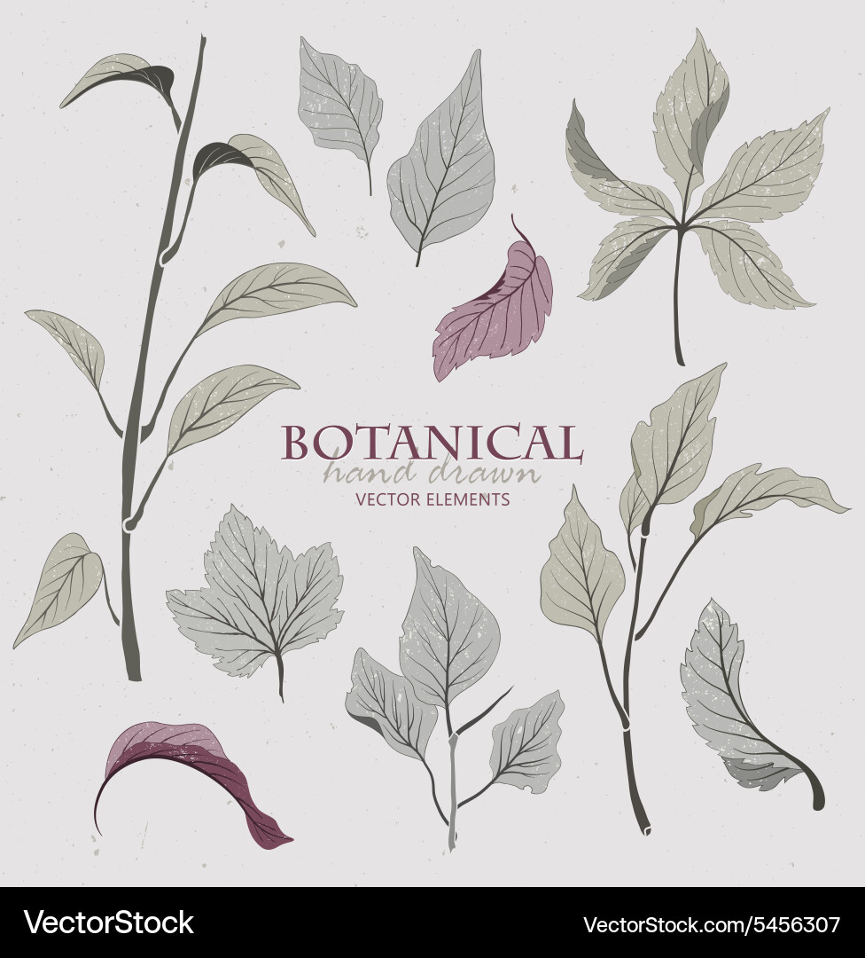 Botanical hand drawn elements Royalty Free Vector Image
