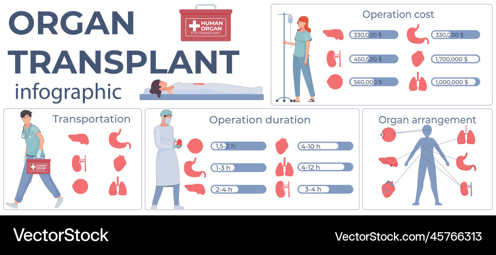 Organ transplant flat infographics Organ transplant flat infographics vector image
