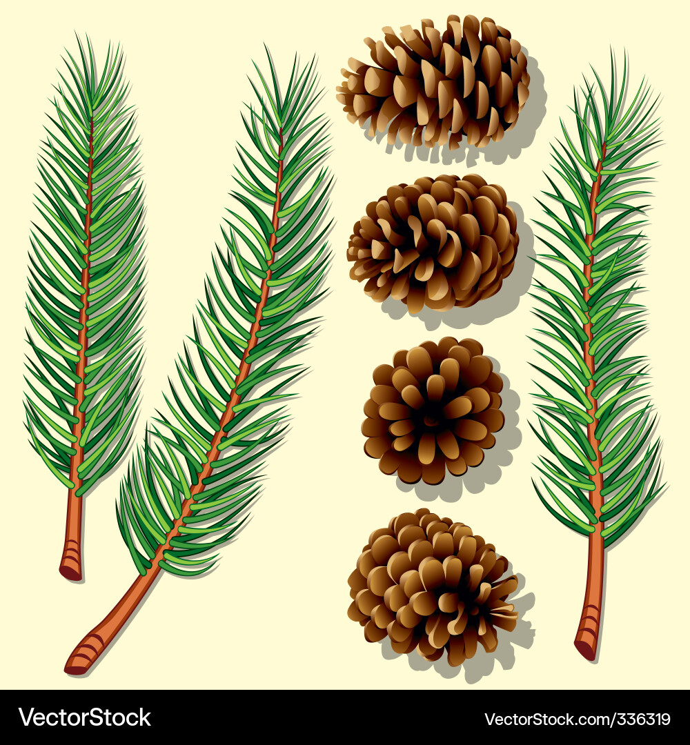Pine tree branches and cones Royalty Free Vector Image