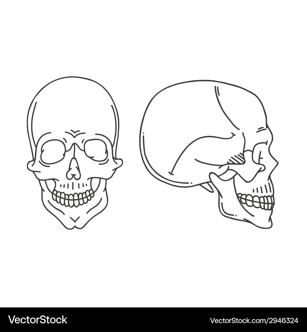 Skull drawing isolated Vector Image