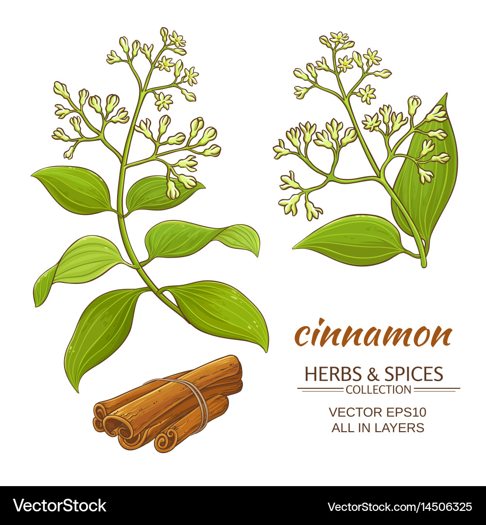 Cinnamon set Royalty Free Vector Image - VectorStock
