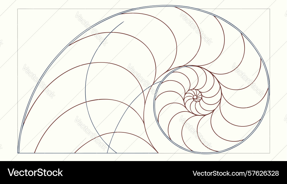 Fibonacci spiral nautilus shell art design vector image