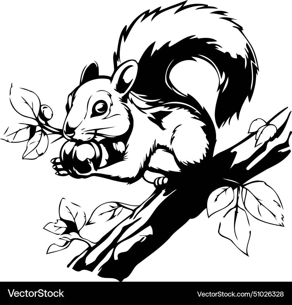 Squirrel with a nut on tree branch Vector Image