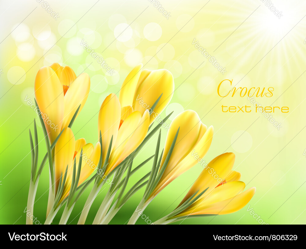 Yellow Crocus Spring Background Vector Image