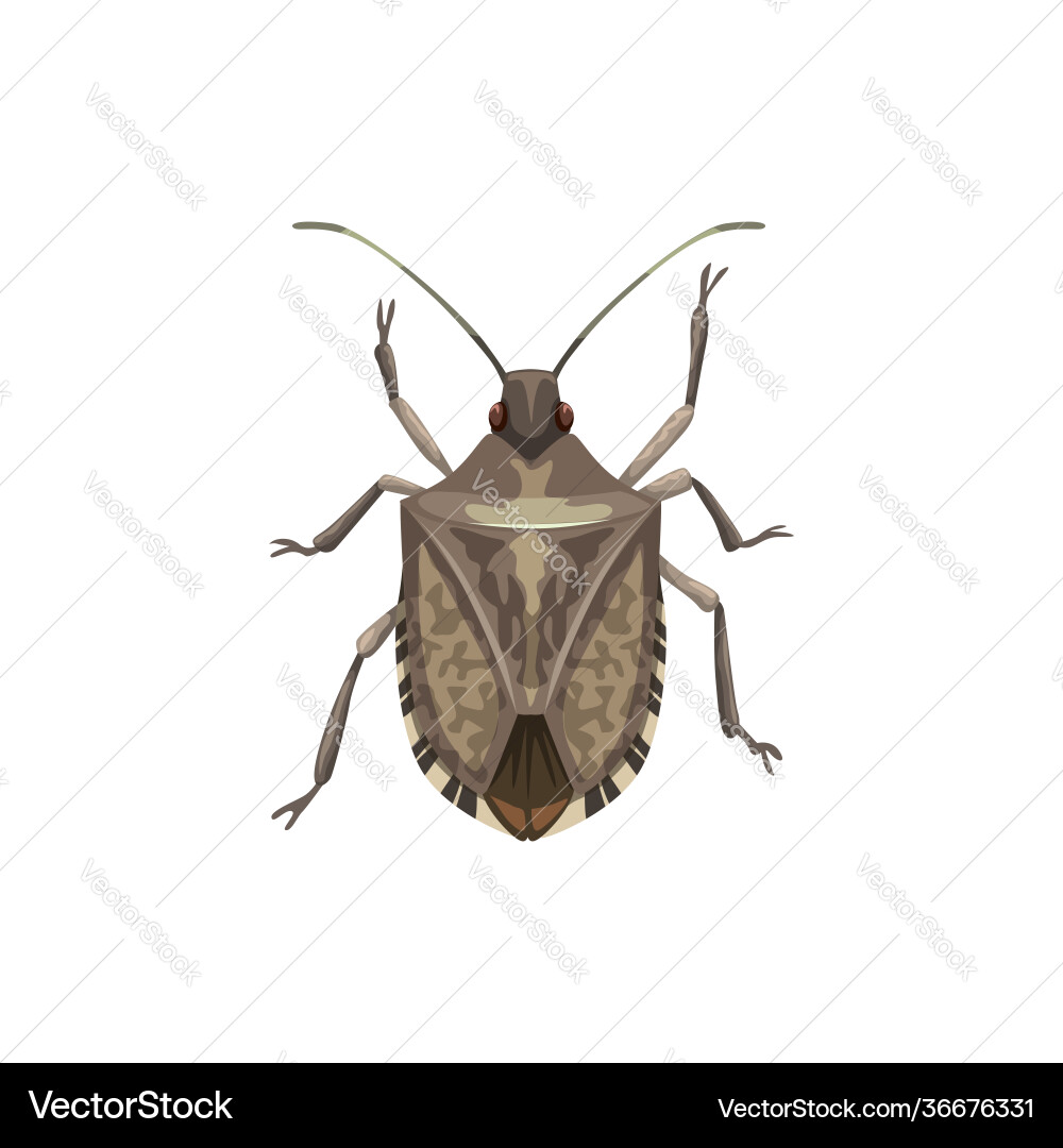 Shield Bug Pest Control Icon Vector Image