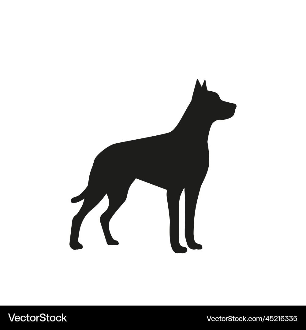 Image of an dog labrador on white Image of an dog labrador on white vector image