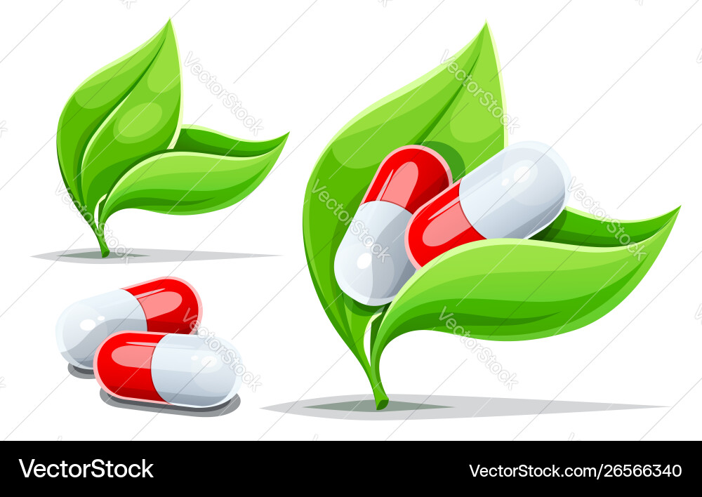 Ayurvedic Herbal Medicine vector image