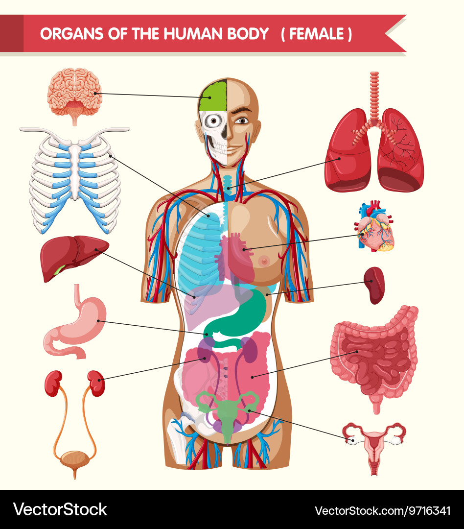 Organs of the human body diagram Royalty Free Vector Image Biology Diagrams