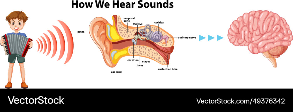 Human Ear Anatomy & Sound Transmission Vector Image