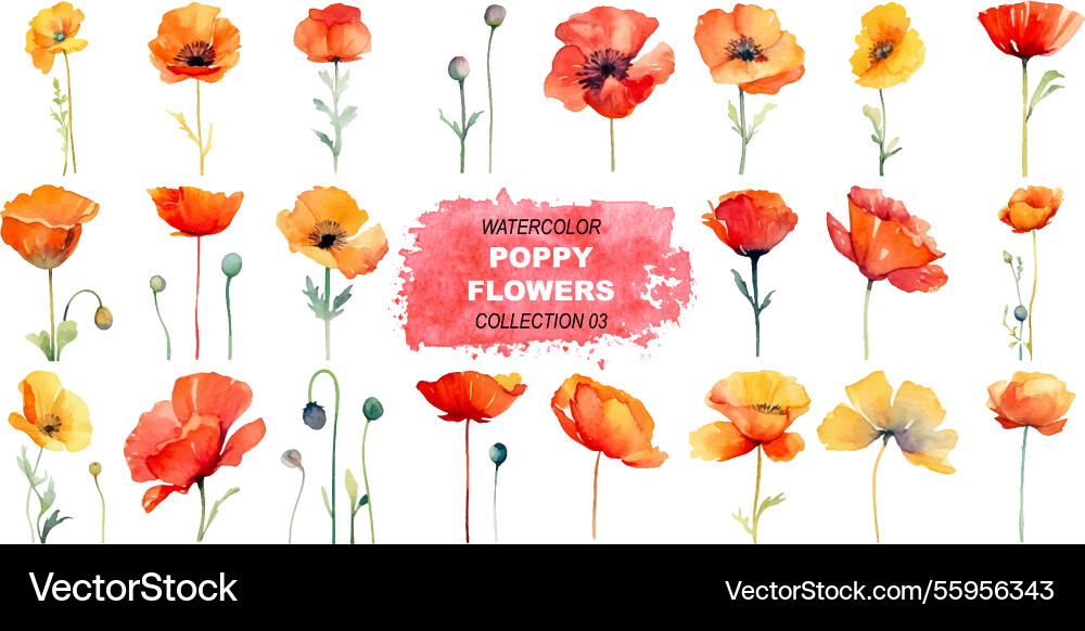 Watercolor painted poppy flowers hand drawn Watercolor painted poppy flowers hand drawn vector image