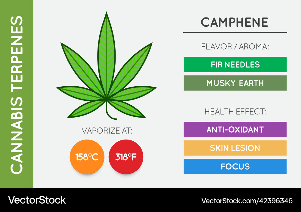 Cannabis terpene guide information chart aroma Cannabis terpene guide information chart aroma vector image
