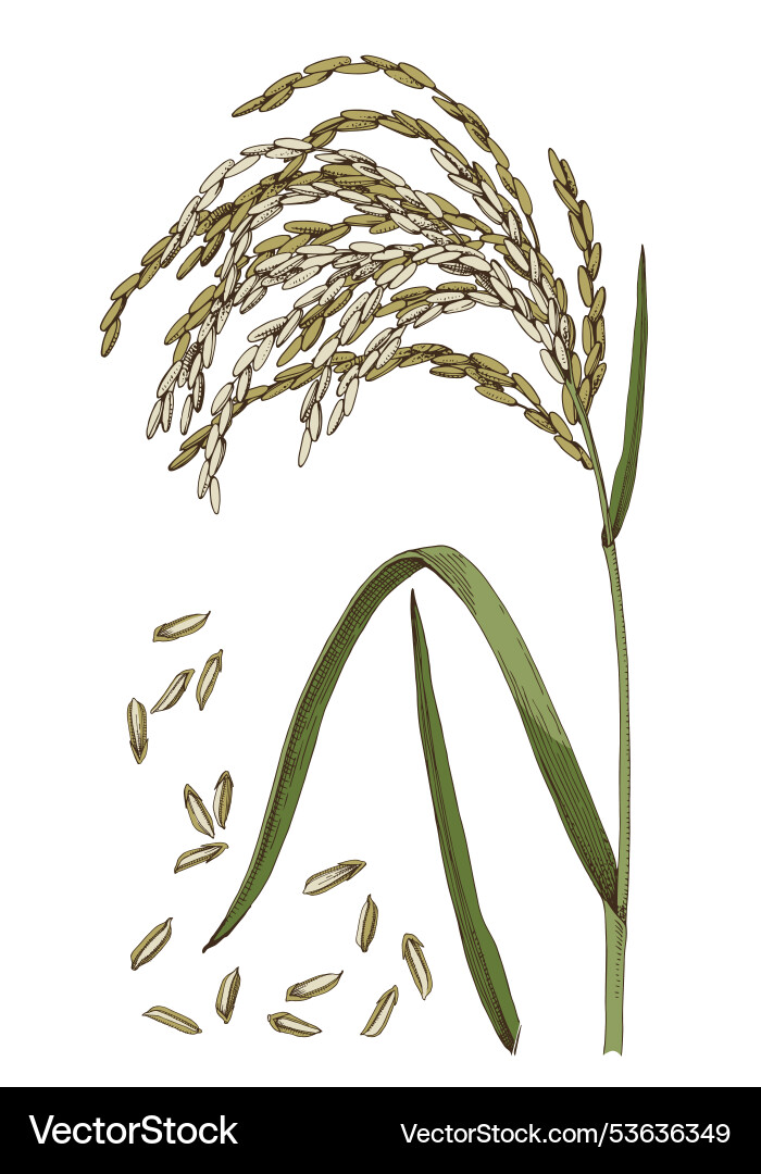 Rice plant and seeds hand drawn Royalty Free Vector Image