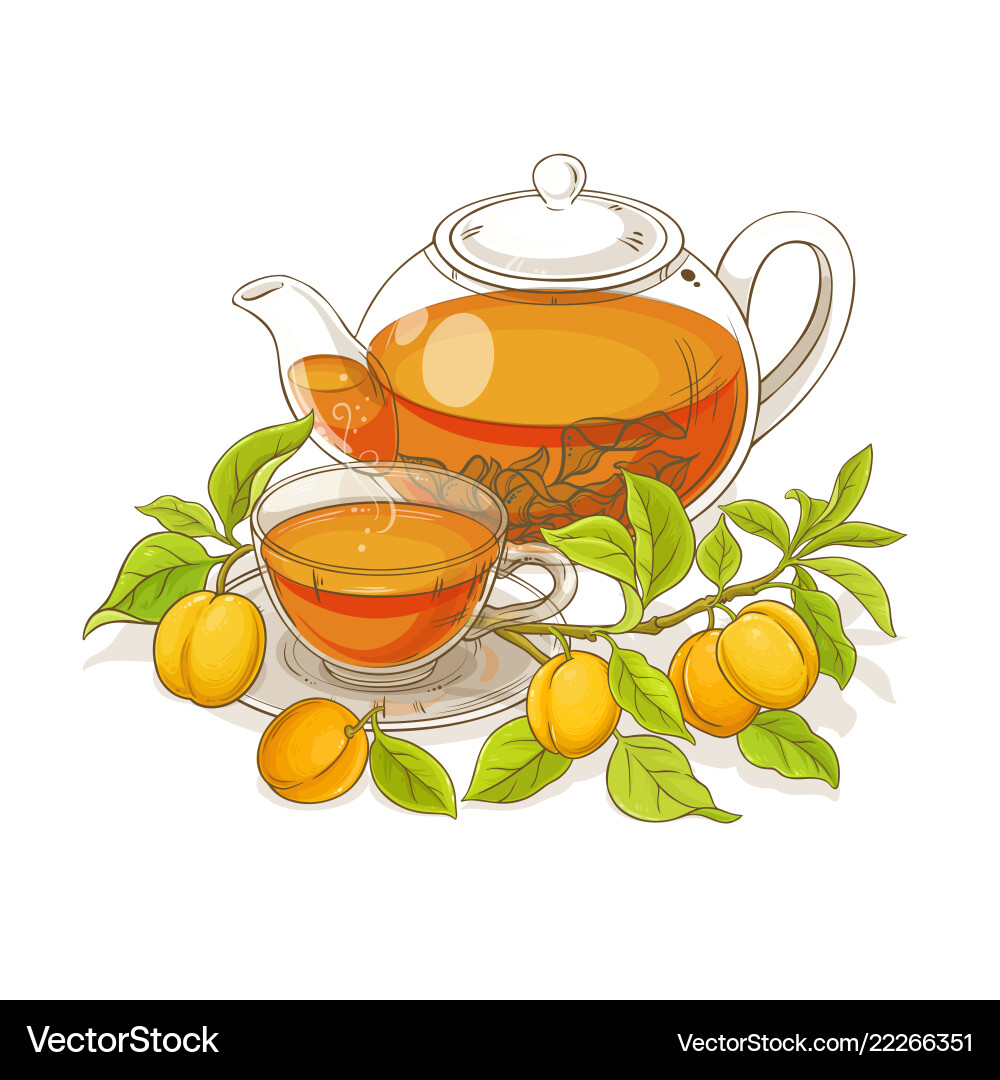 Apricot Tea Drink Vector Royalty Free Vector Image