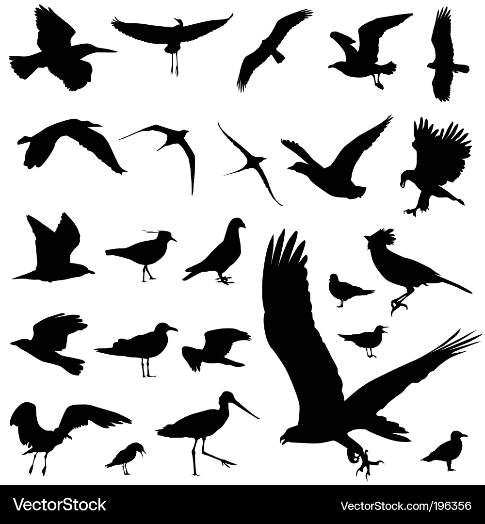 Bird Silhouettes - Flight and Shape vector image