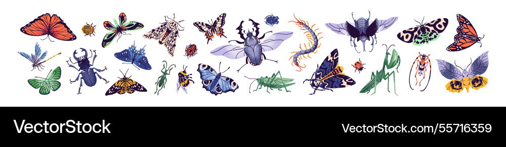 Set of different beetles and butterflies various Set of different beetles and butterflies various Vector Image
