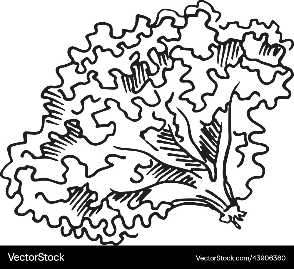 French lettuce engraving fresh green salad sketch French lettuce engraving fresh green salad sketch vector image