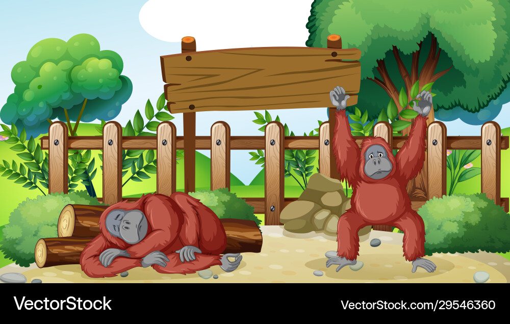 Scene with two chimpanzees in zoo Scene with two chimpanzees in zoo vector image