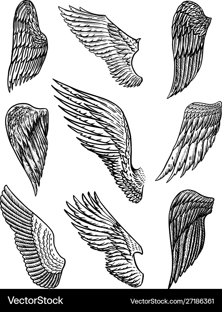 Set angel wings in vintage style template Set angel wings in vintage style template vector image