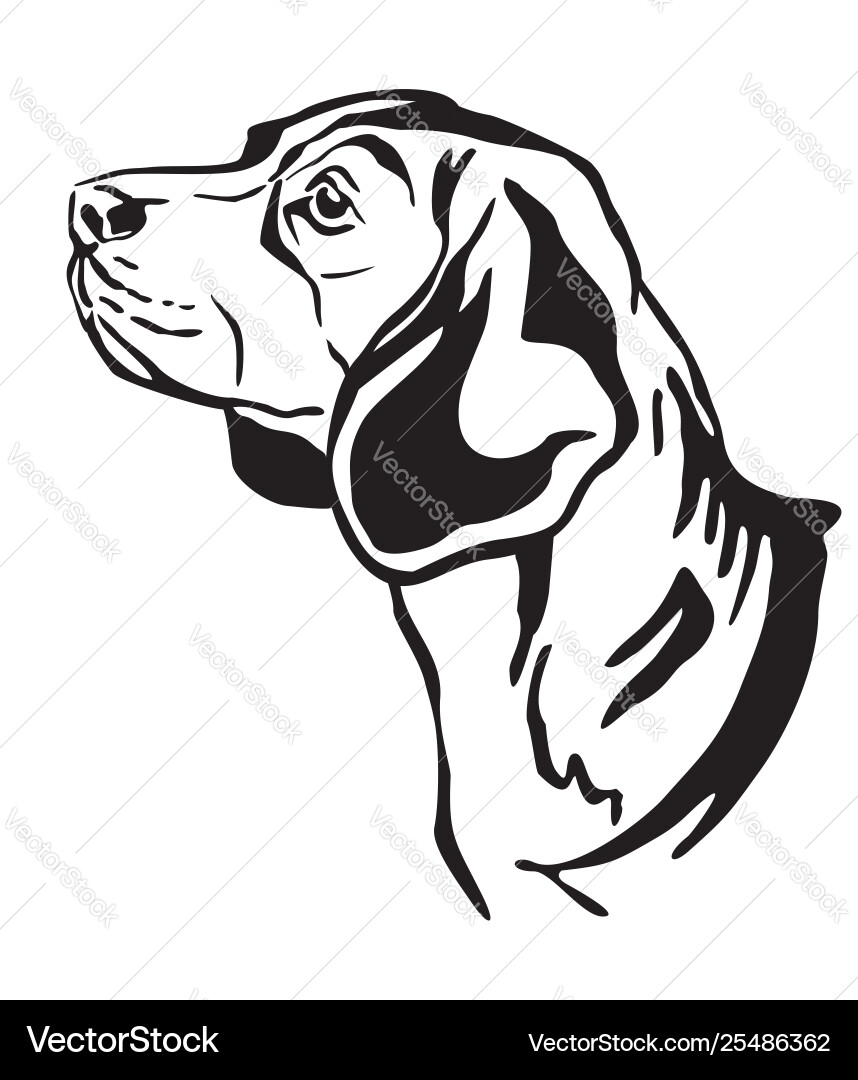 Beagle Portrait - Outline Vector Image