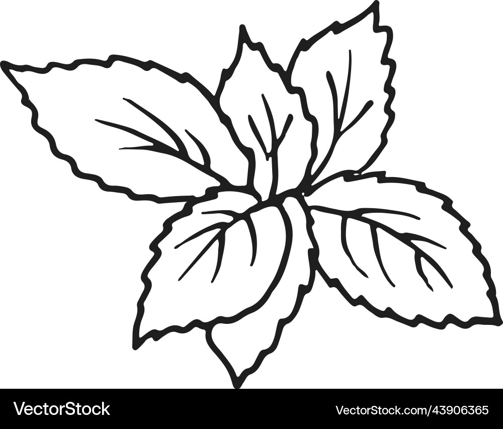 Basil leaves sketch culinary herb fresh food Basil leaves sketch culinary herb fresh food vector image