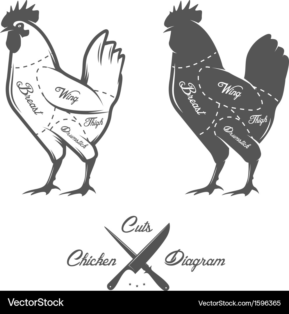 Chicken Cut Diagram - Poultry Anatomy Vector Image