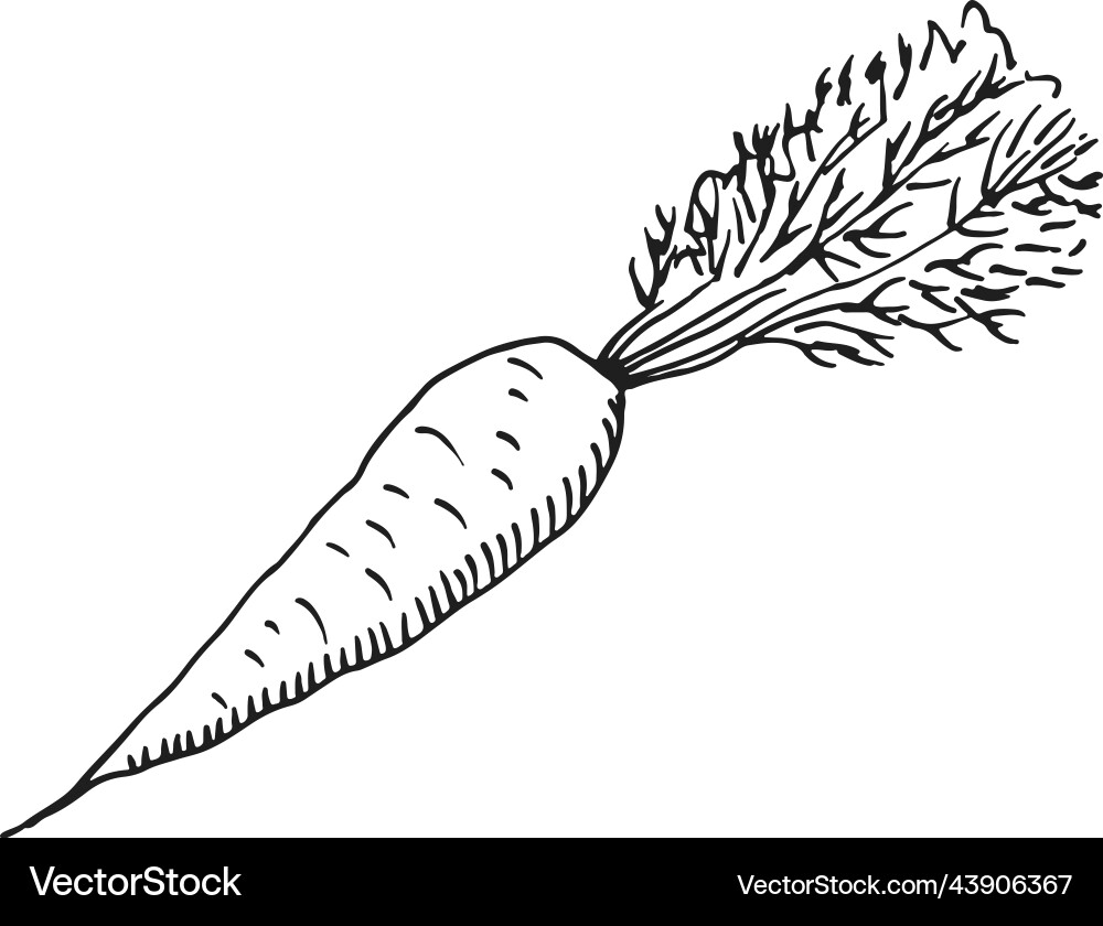 Raw Carrot Sketch - Vegetable Root – Royalty-Free Vector | VectorStock, image size:1000x840