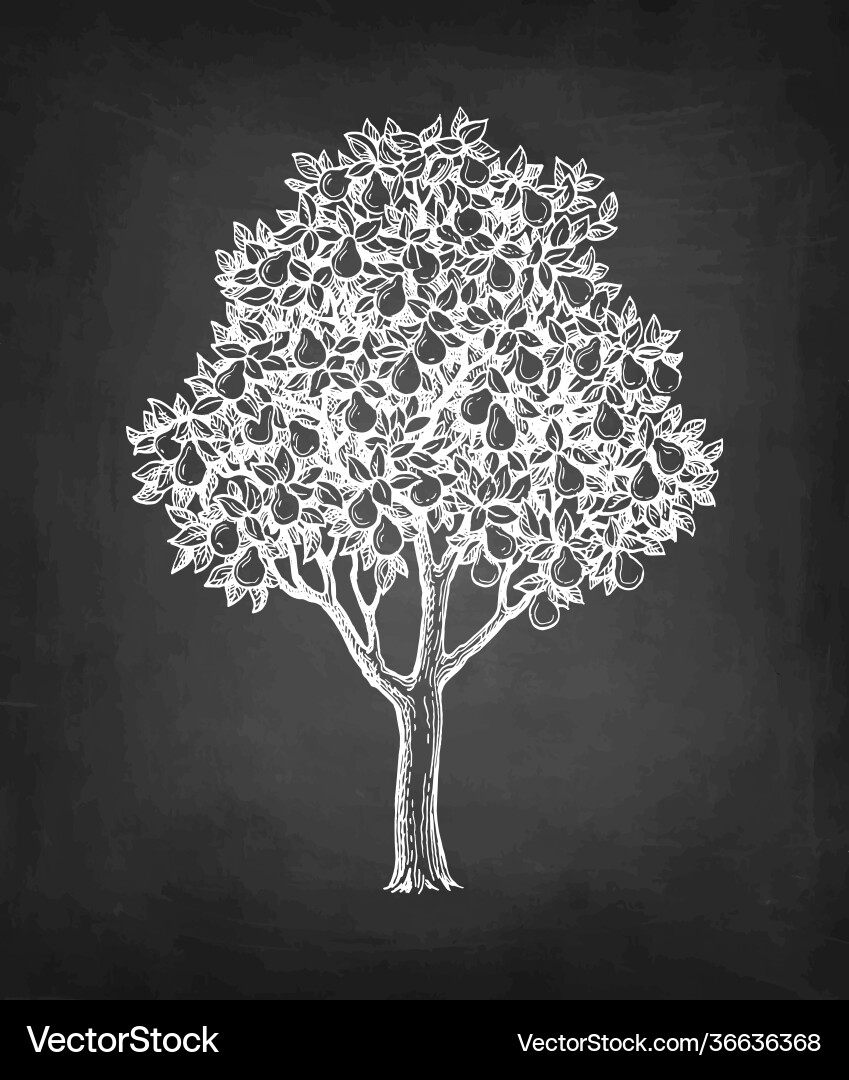 Chalk sketch pear tree Chalk sketch pear tree vector image