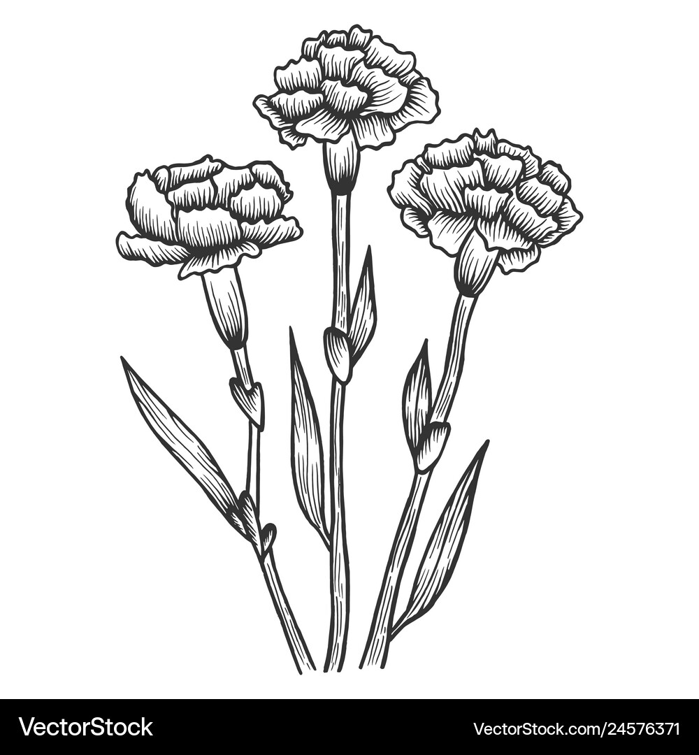 Dianthus carnation flowers sketch engraving – Royalty-Free Vector |  VectorStock, image size:1000x1080