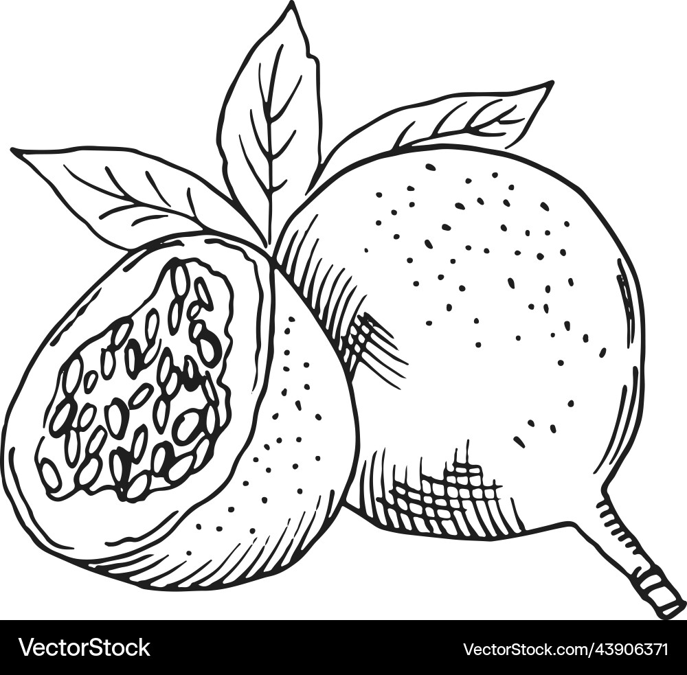 Exotische Frucht Gravur süß lecker Granadilla Exotische Frucht Gravur süß lecker Granadilla vektorbild
