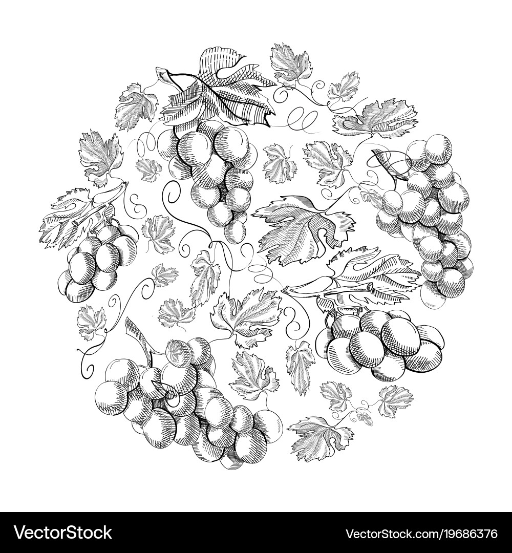 Grape Berry Circle Pattern vector image