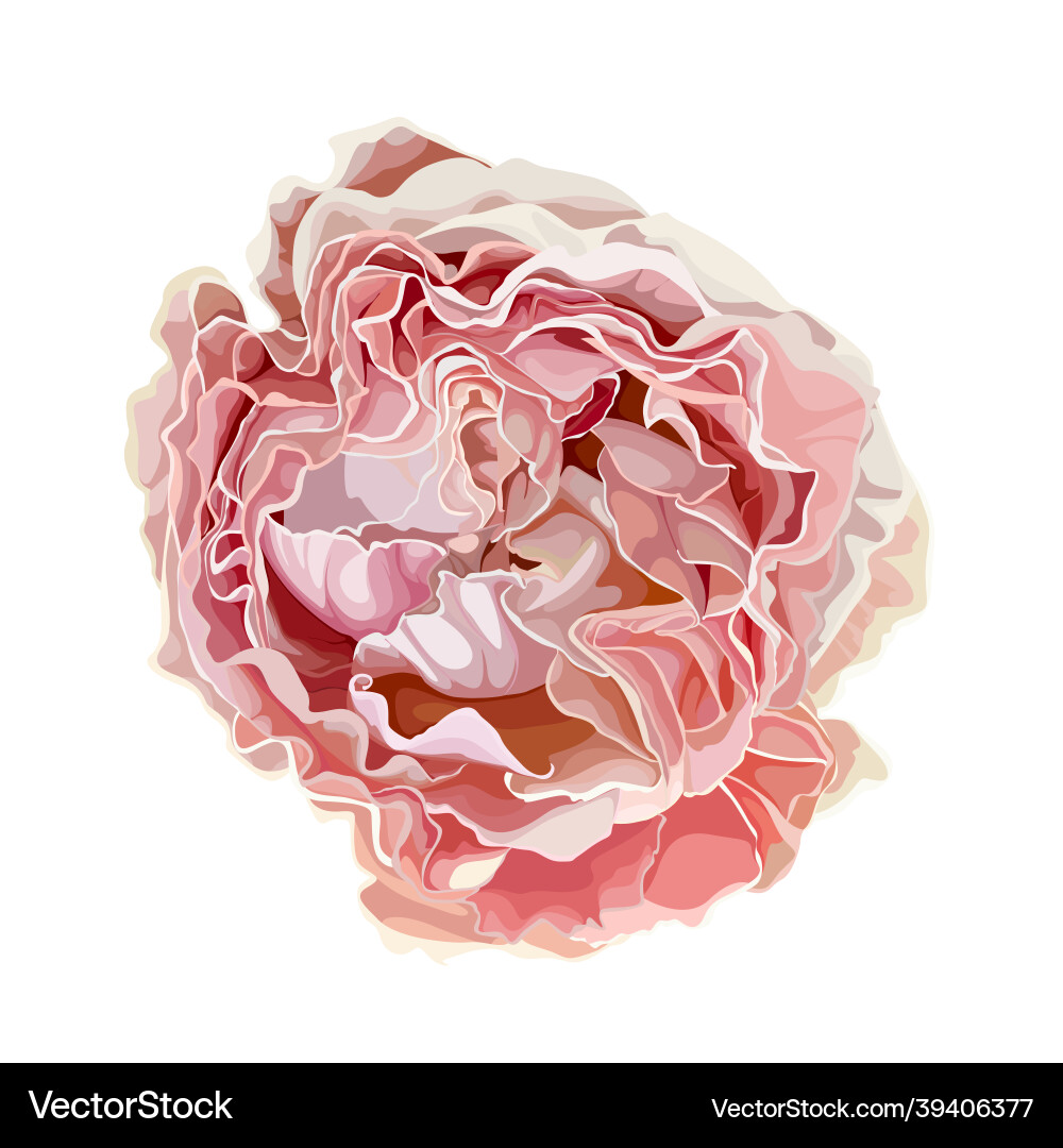 Garden pink rose for you design vector image