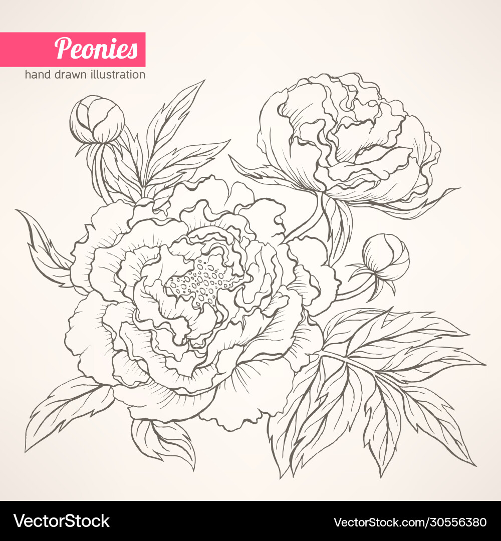 Peonies Royalty Free Vector Image - VectorStock