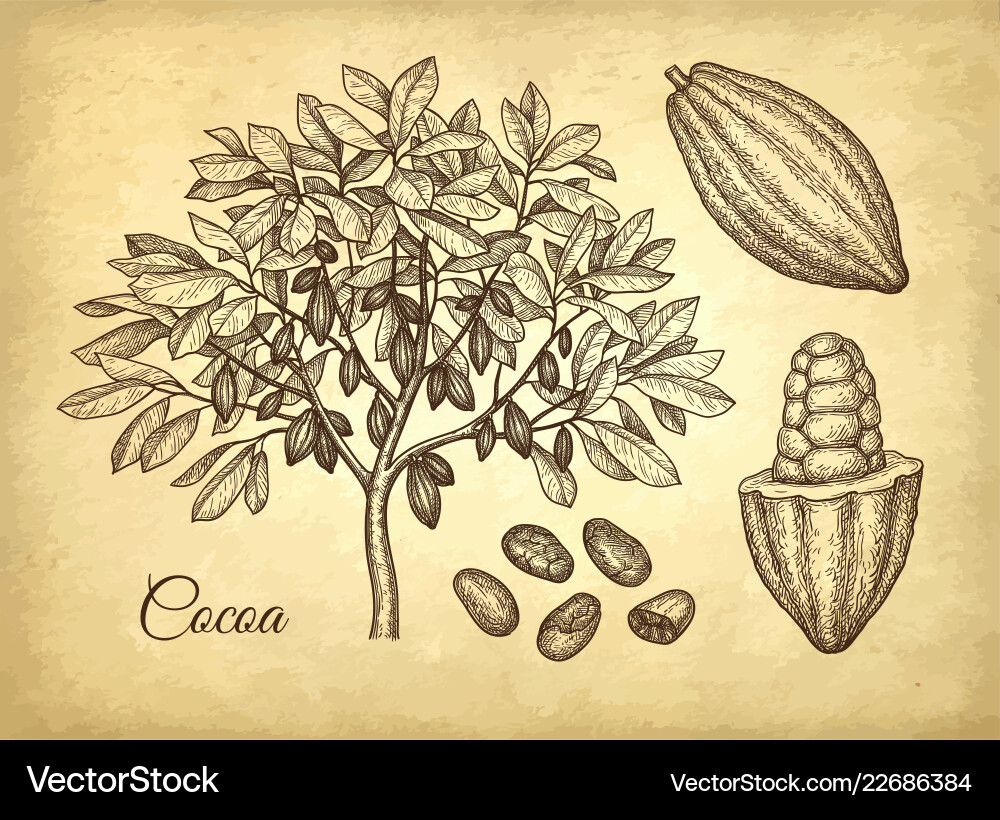 Ink sketch of cocoa Ink sketch of cocoa vector image