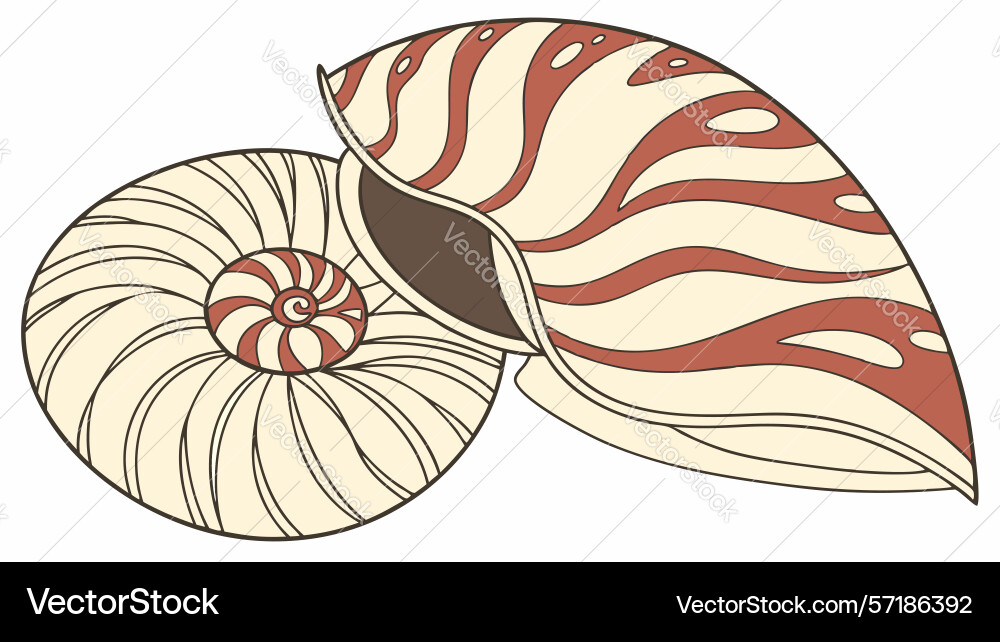Nautilus shell ocean swirl art design generative vector image