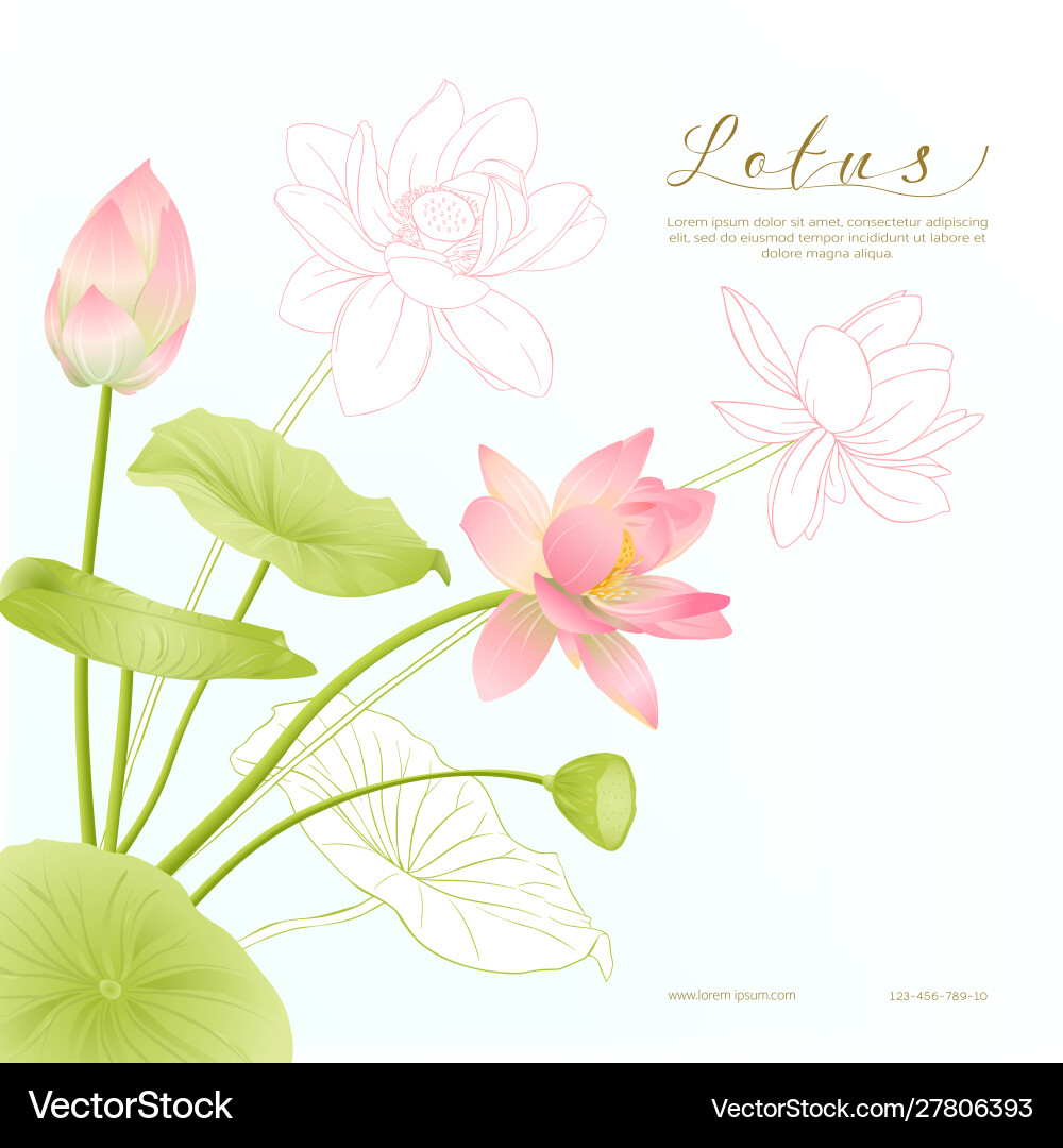 Lotus Blumen Vorlage für Hochzeit Einladung Lotus Blumen Vorlage für Hochzeit Einladung vektorbild