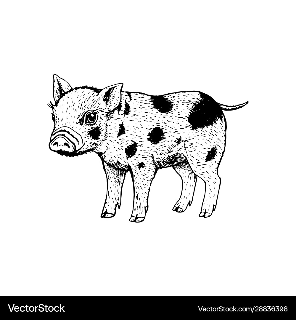 Schwarz-Weiß-Pig-Sketch Vektorbild