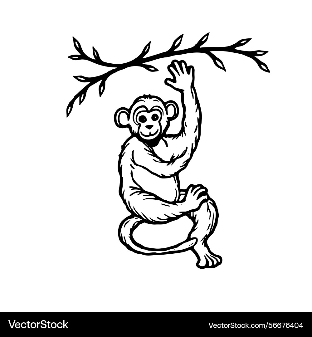 Monkey image Monkey image vector image