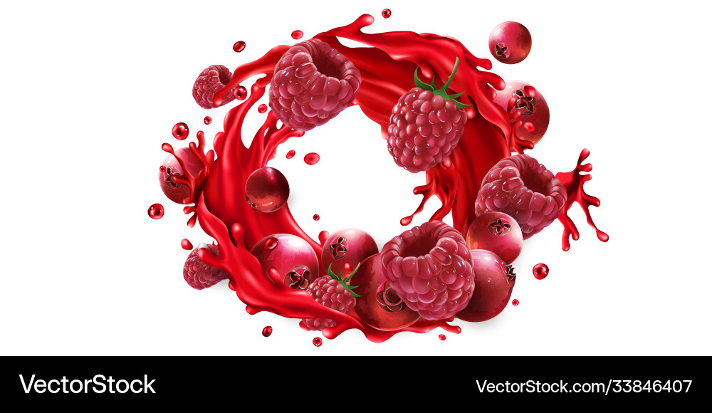 Cranberries and raspberries a fruit juice vector image