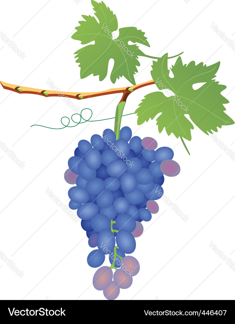 Grape cluster vector image