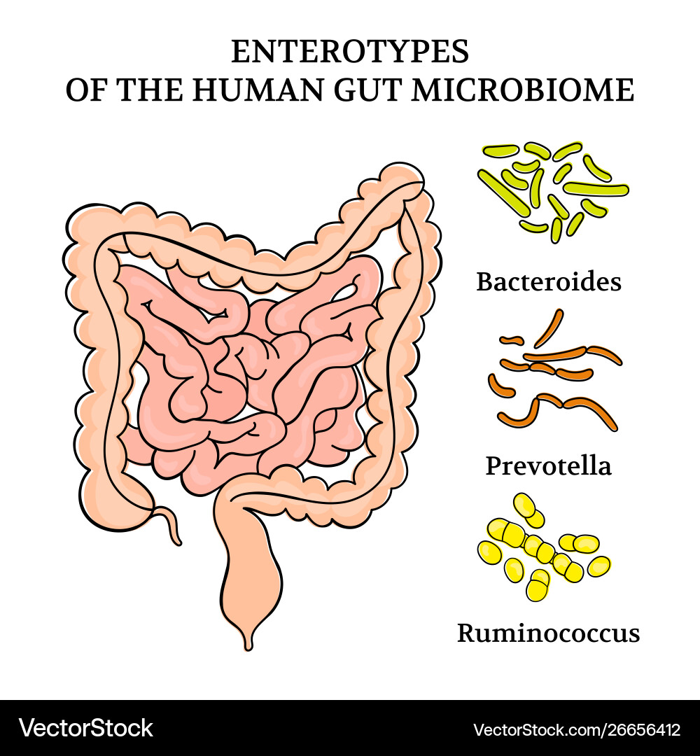 Enterotypen Human Darm Mikrobiommedizin i Enterotypen Human Darm Mikrobiommedizin i vektorbild