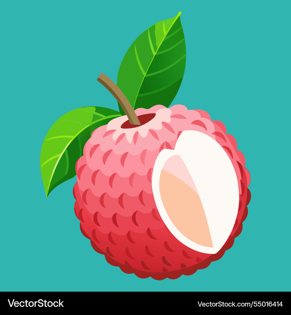 Lychee fruit Royalty Free Vector Image - VectorStock
