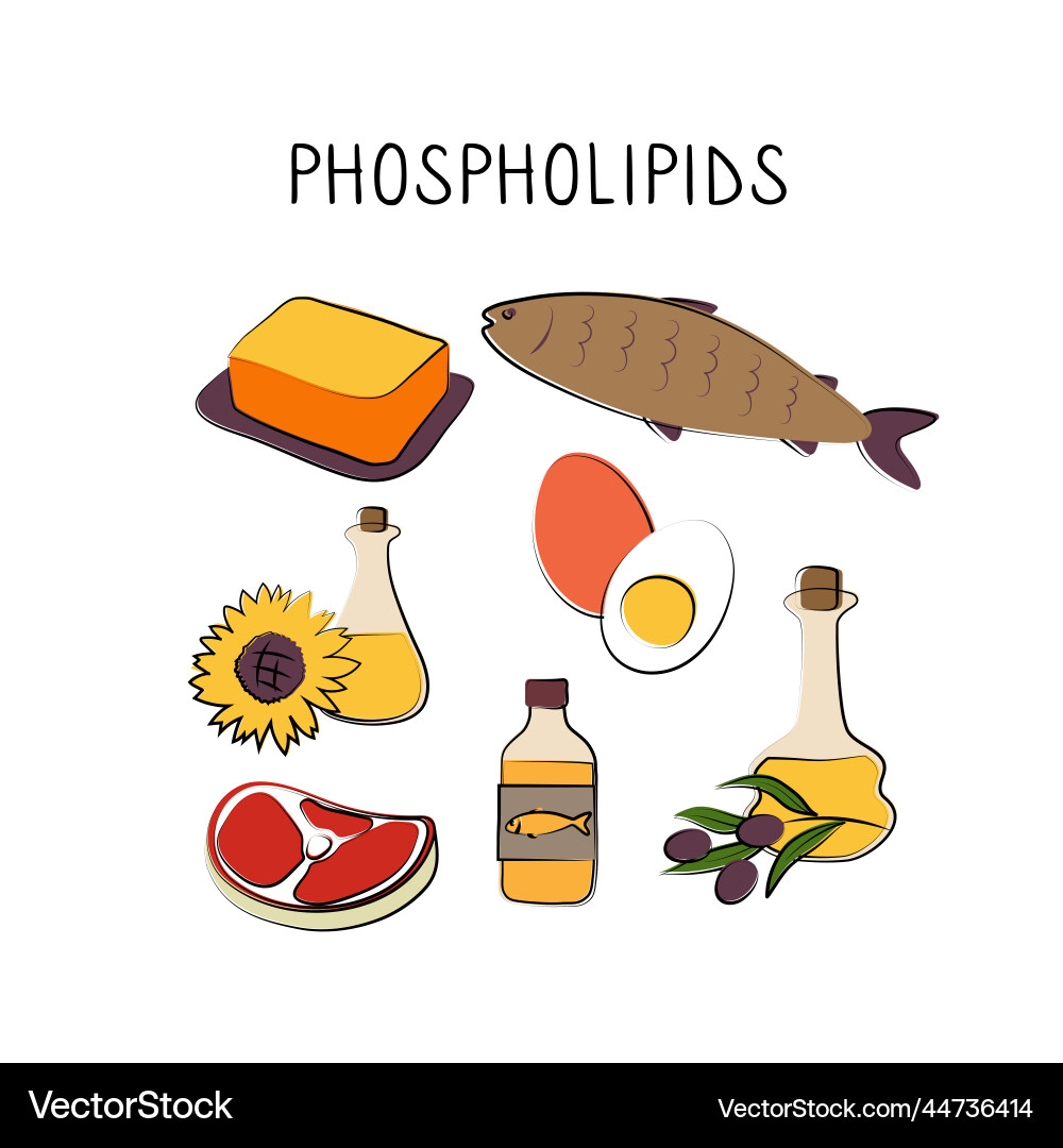 Phospholipids-containing food groups of healthy Phospholipids-containing food groups of healthy vector image