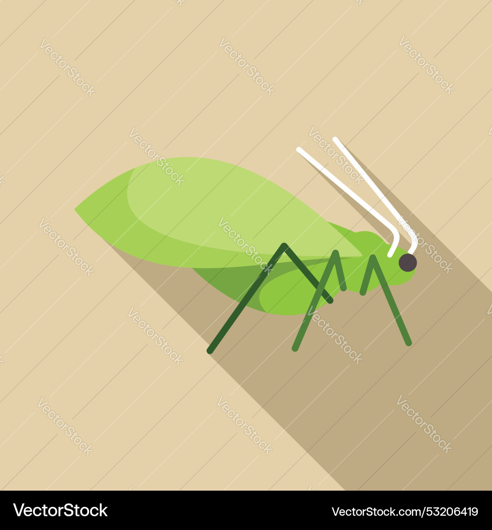 Green cricket insect standing with long antennae Green cricket insect standing with long antennae vector image