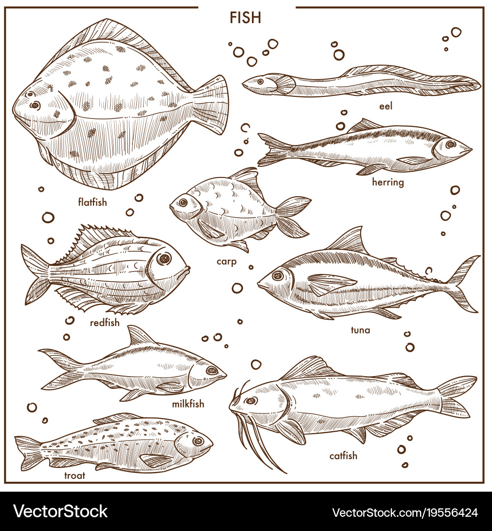Freshwater \u0026 Seafood Fish Sketches – Royalty-Free Vector | VectorStock, image size:1000x1080