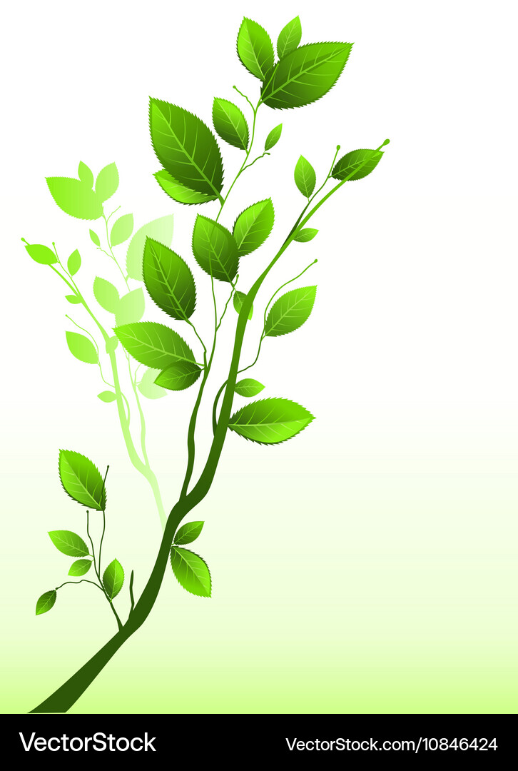Green Branch with Leaves Vector Image