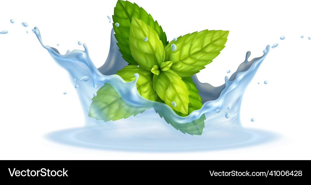 Mint in splashes Mint in splashes vector image