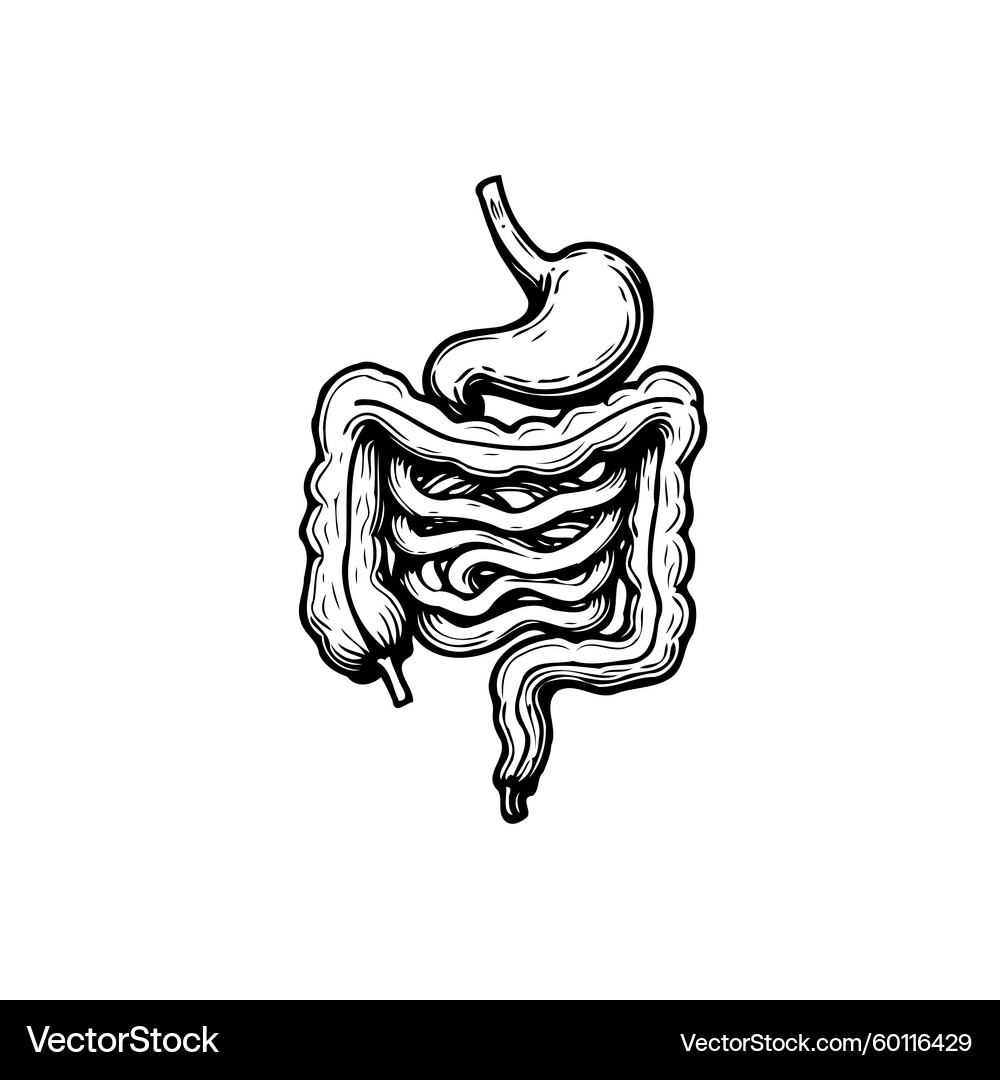 Human Digestive System Anatomy Royalty Free Vector Image