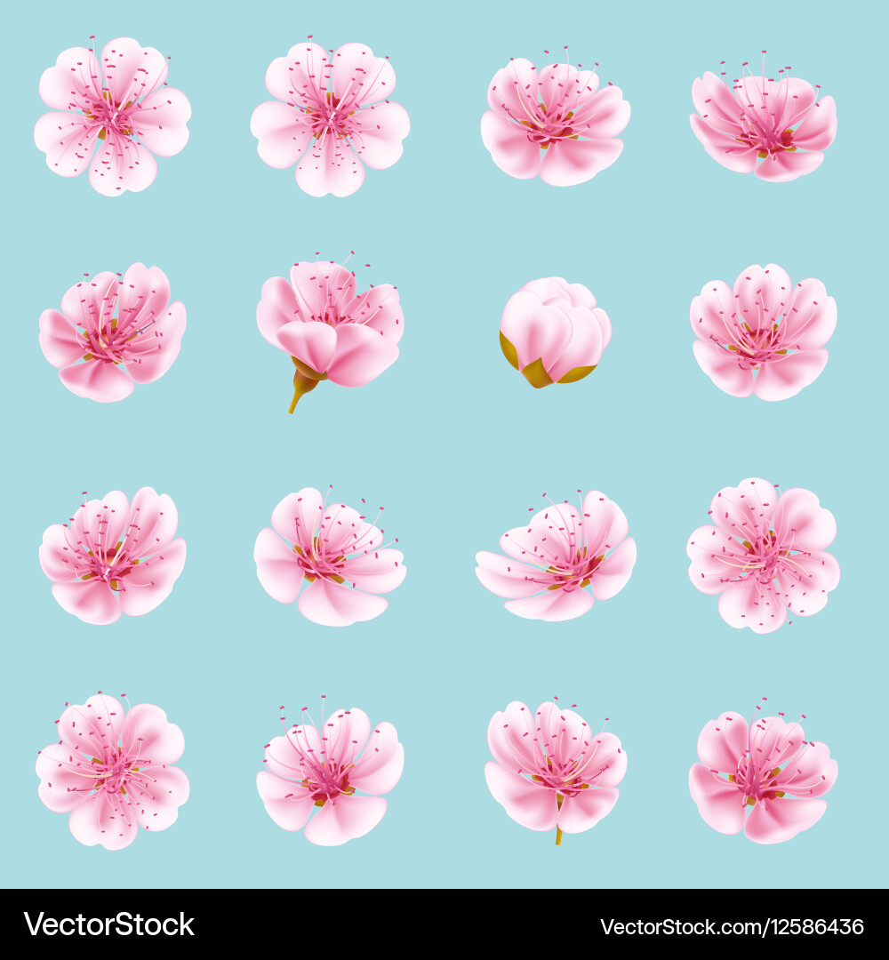 Set of sakura flowers eps 10 vector image