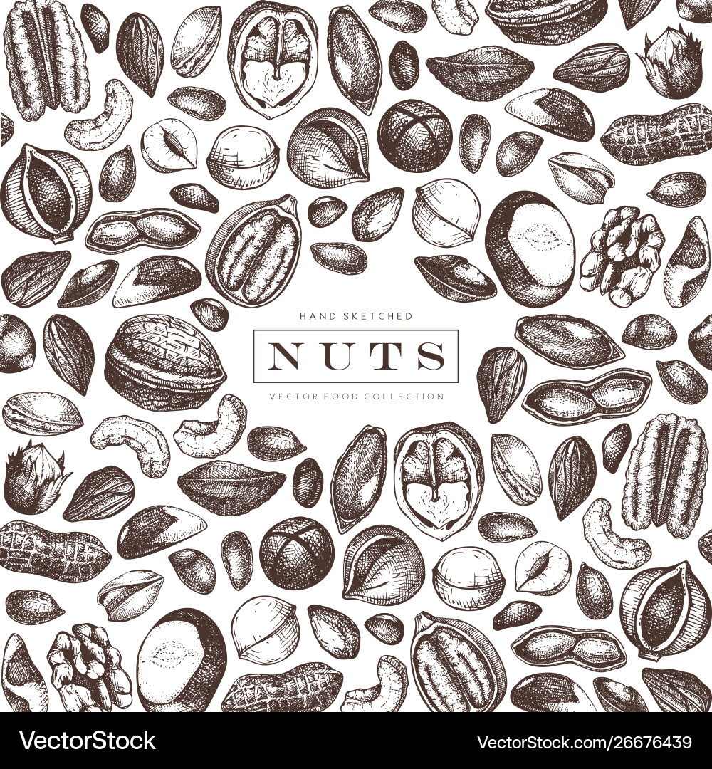 Nuts frame design hand drawn pecan macadamia pine vector image