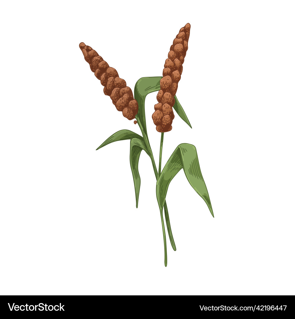 Siberian millet field grain plant vintage Siberian millet field grain plant vintage vector image
